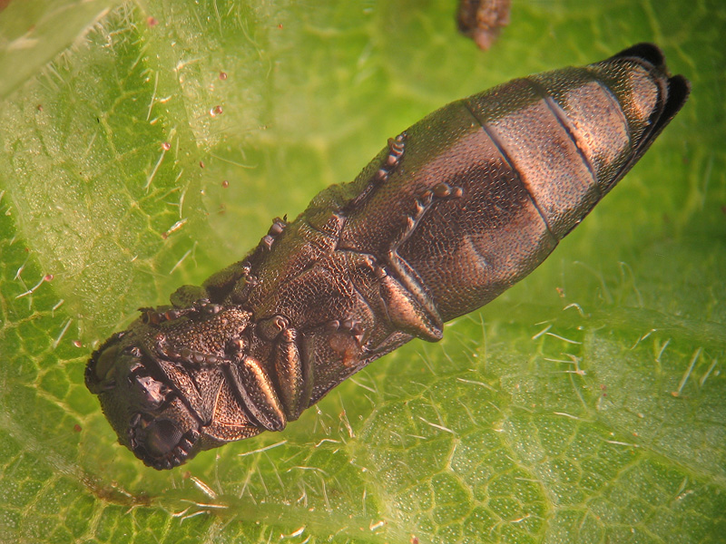 Agrilus cuprescens?